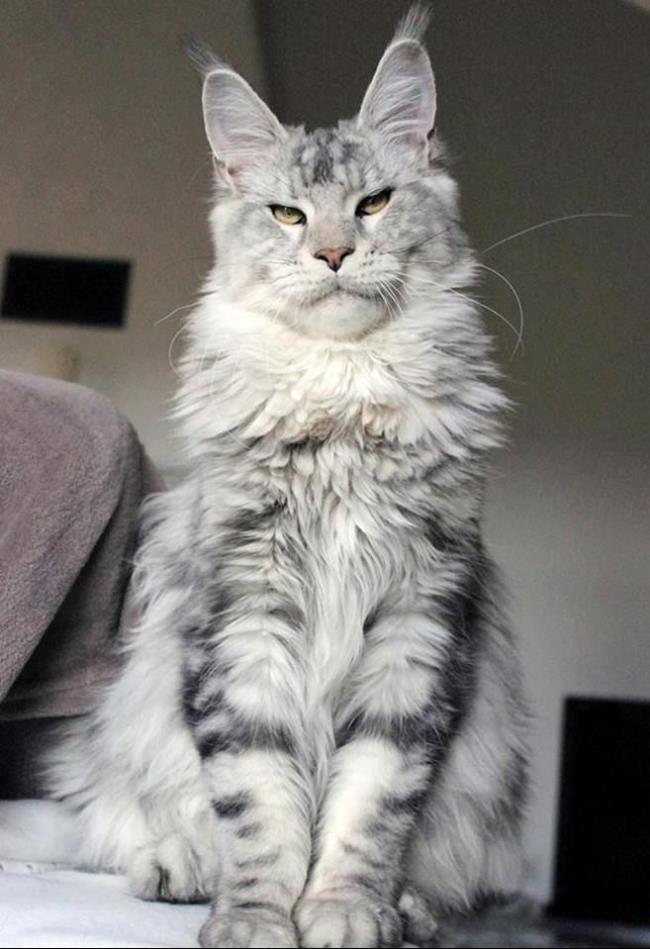 En güzel Manie Coon kedi resimleri topluluğu