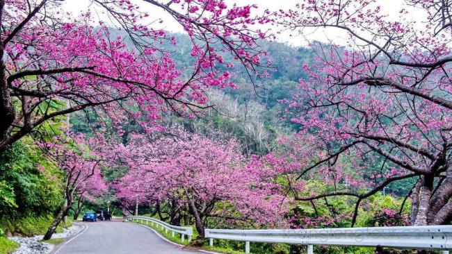Bilder von schönen Kirschblüten in Vietnam