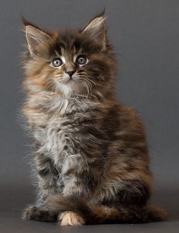 Koleksi gambar kucing Manie Coon yang paling cantik