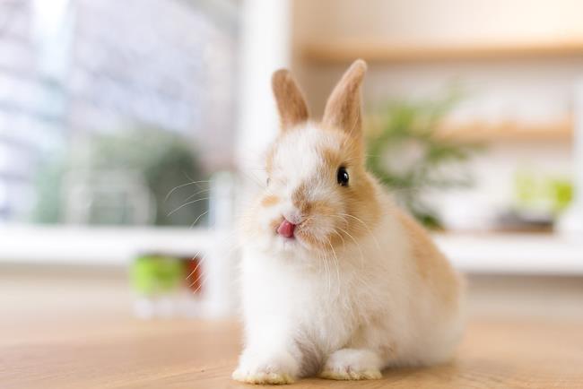 Belle immagini di coniglietti come bellissimi sfondi