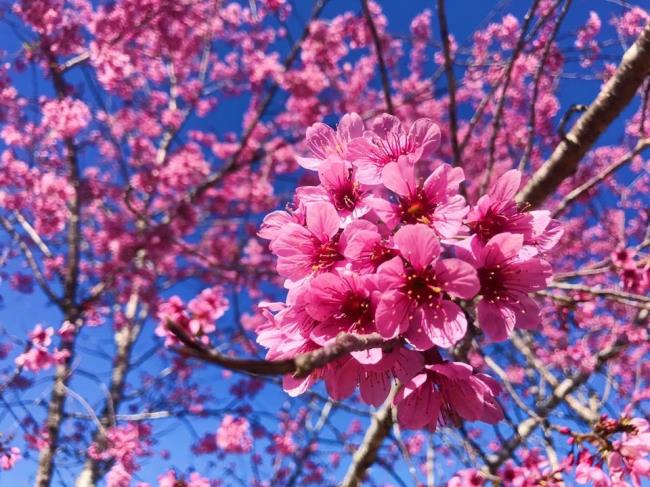 Fotos de hermosas flores de cerezo en Vietnam