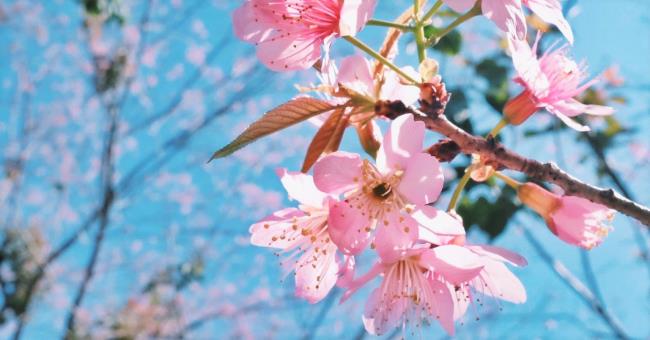 越南美麗的櫻花的圖片