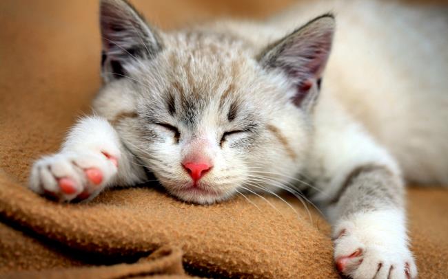 Cute cat pictures as beautiful wallpapers
