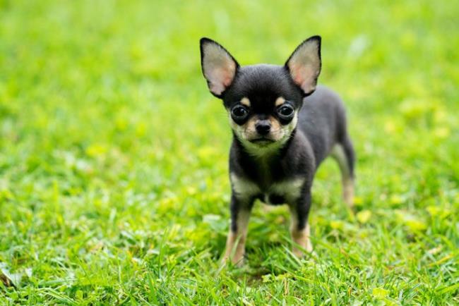 En güzel Chihuahua köpeğinin sentezi