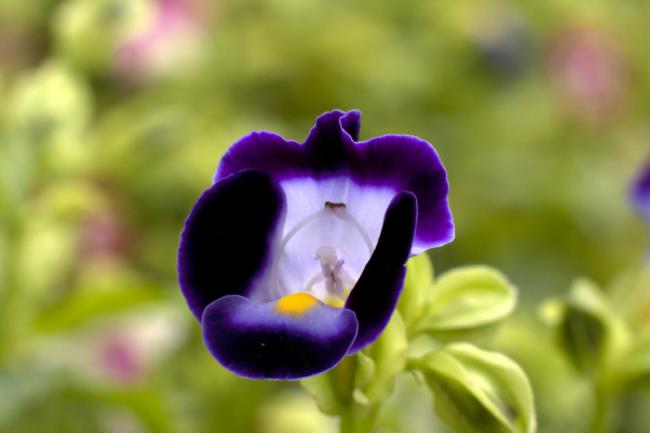 Łącząc zdjęcia najpiękniejszego kwiatu pyska
