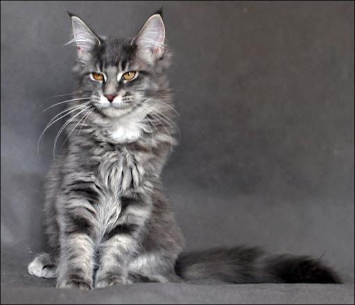 सबसे सुंदर मणि कून बिल्ली की छवियों का संग्रह
