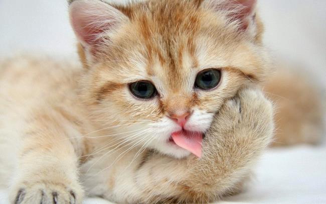 Gambar kucing comel sebagai kertas dinding yang indah
