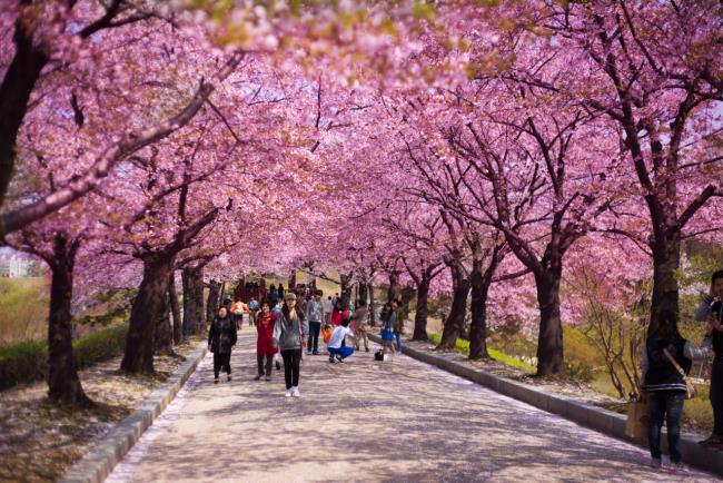 Negara yang indah dari bunga sakura