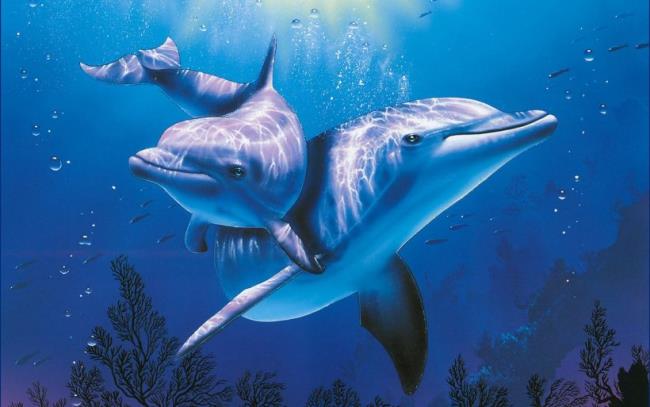 Kolekcja najpiękniejszych delfinów