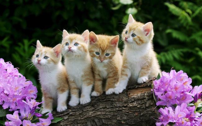 Симпатичные картинки кошек в качестве красивых обоев