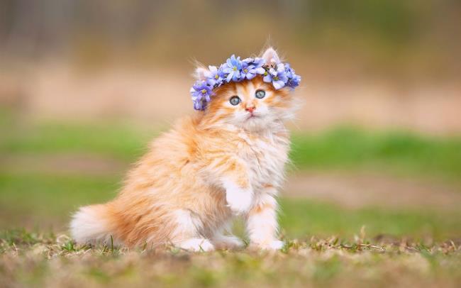 Immagini di gatti carini come bellissimi sfondi