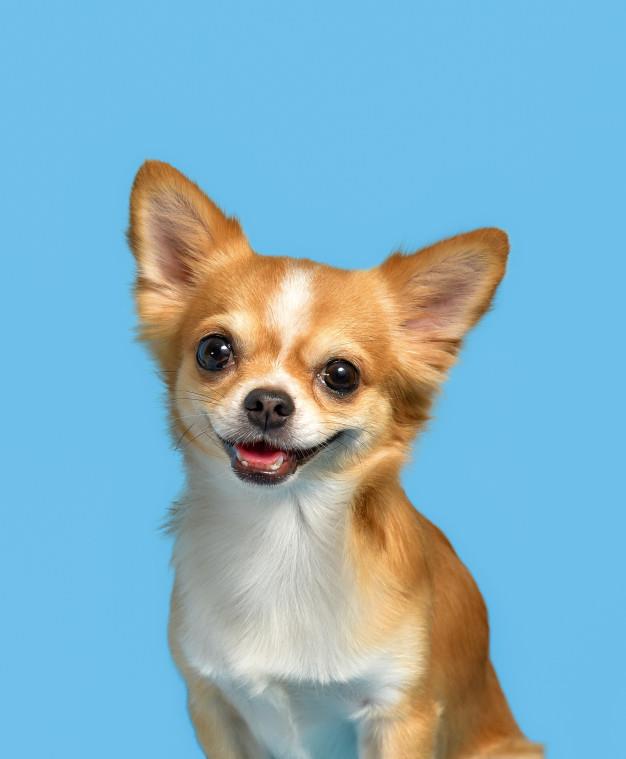 Sinteza celui mai frumos câine Chihuahua