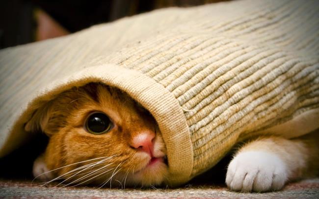 Gambar kucing comel sebagai kertas dinding yang indah