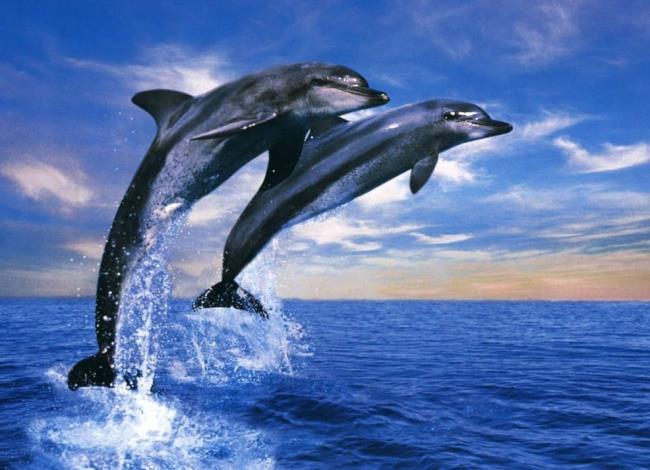 Collection des plus beaux dauphins