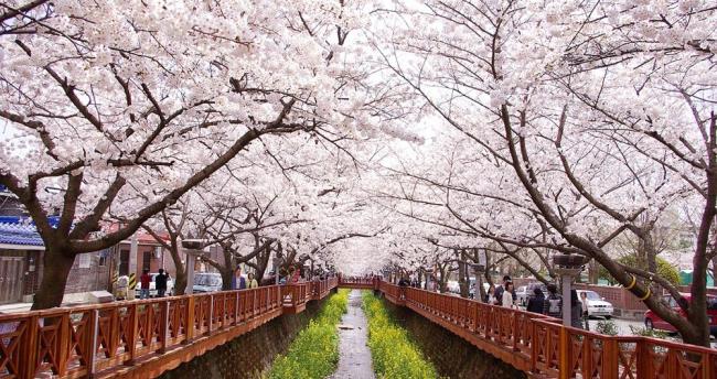 کشور زیبا از شکوفه های گیلاس