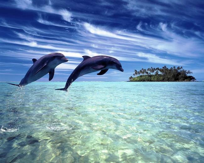 Koleksi lumba-lumba paling indah