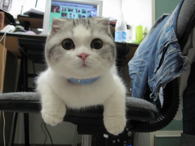 सुंदर वॉलपेपर के रूप में प्यारा बिल्ली का चित्र