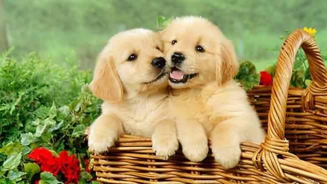 Фото милых собак в качестве красивых обоев 