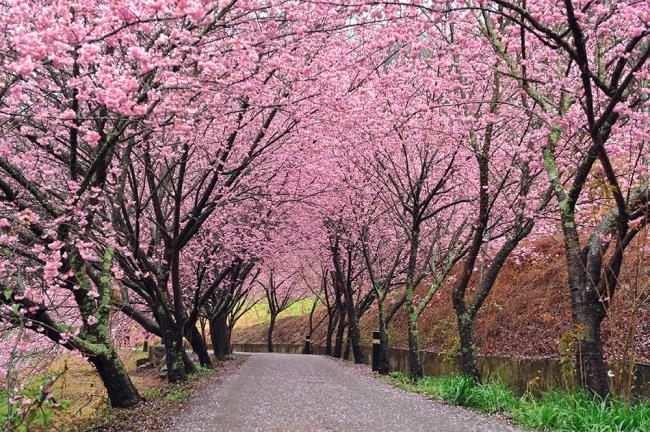 Belo país de flores de cerejeira