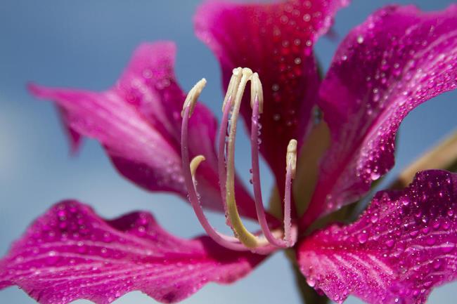 Resumo das mais belas flores de couro