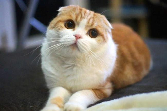 Краткая информация о самых красивых кошачьих ушах Скоттиш фолд
