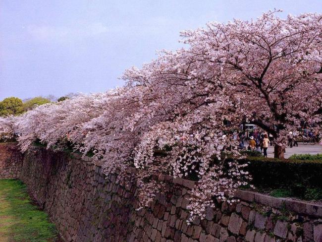 Frumoasă țară de flori de cireș