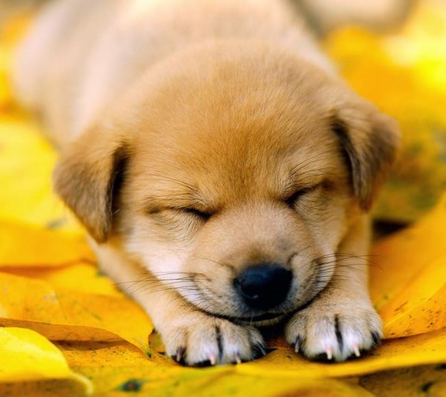 Foto anjing comel sebagai kertas dinding yang indah 
