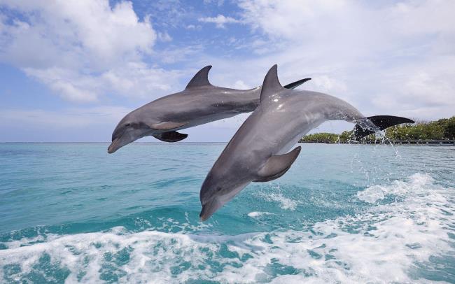 Colección de los delfines más bellos.