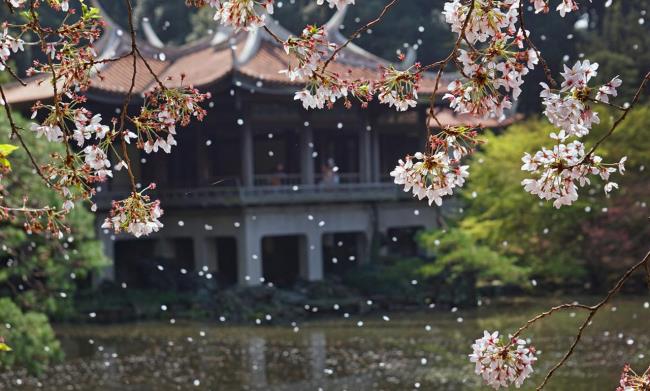 Photos de belles fleurs de cerisier après l'hiver
