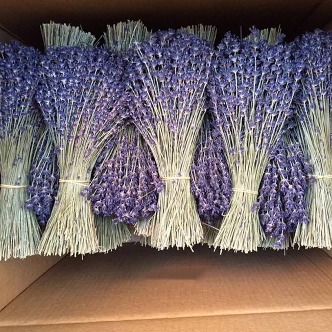 Menggabungkan gambar lavender kering yang paling indah