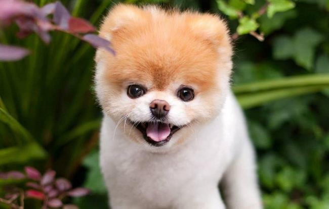 Foto anjing comel sebagai kertas dinding yang indah 