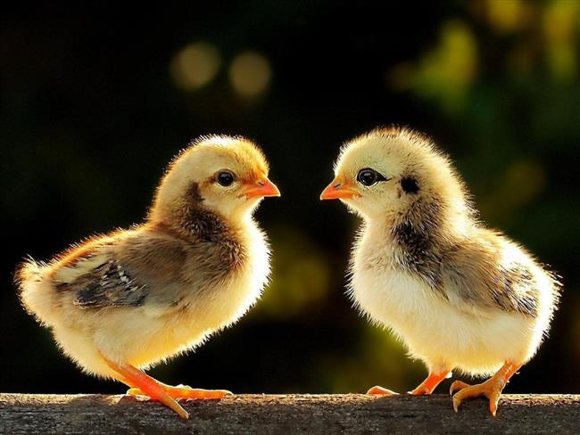 Photos of cute chickens as a beautiful wallpaper
