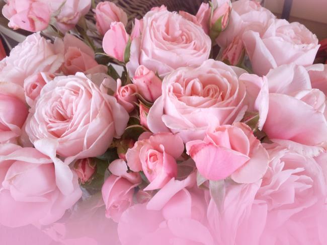 सबसे सुंदर चढ़ाई गुलाब का संग्रह
