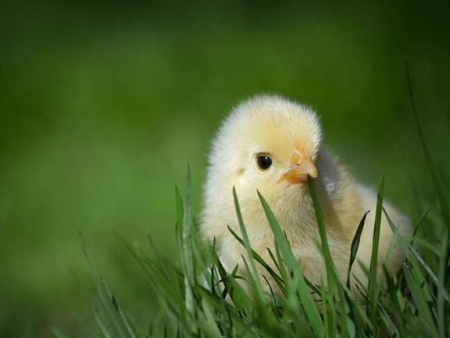 Fotos von niedlichen Hühnern als schöne Tapete