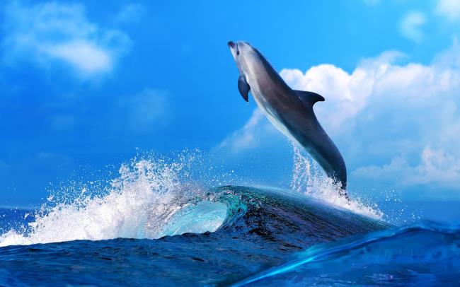 Collection des plus beaux dauphins