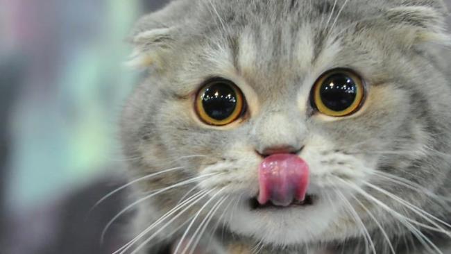 가장 아름다운 스코틀랜드 폴드 고양이 귀 요약