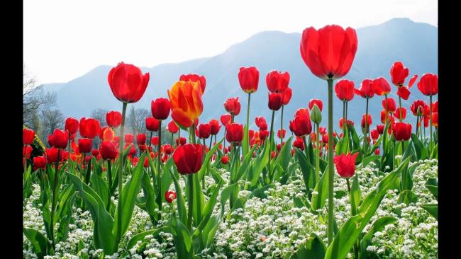 Gambar tulip merah yang cantik 