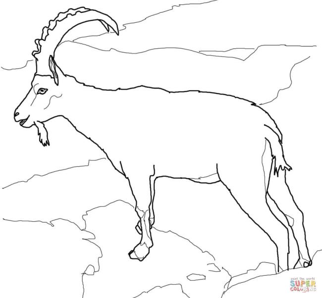 Collection of the best funny coloring pictures of goats for kids