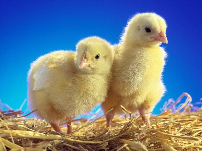 Fotos von niedlichen Hühnern als schöne Tapete