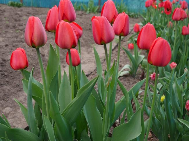 Images de belles tulipes rouges 
