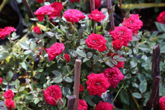 Объединение изображений самых красивых роз шалфея