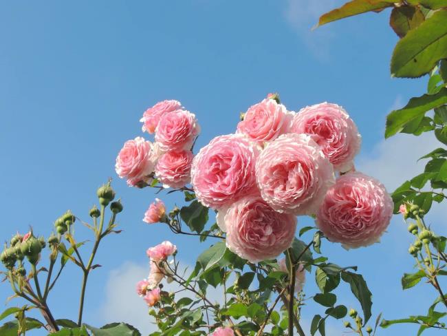 Collezione delle più belle rose rampicanti