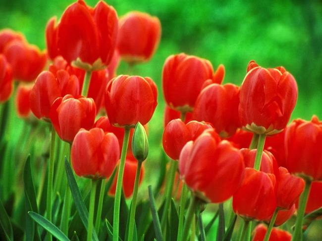 Images de belles tulipes rouges 