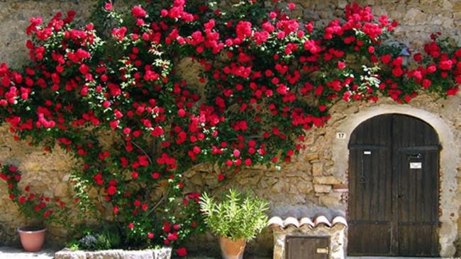 Colección de las rosas trepadoras más bellas