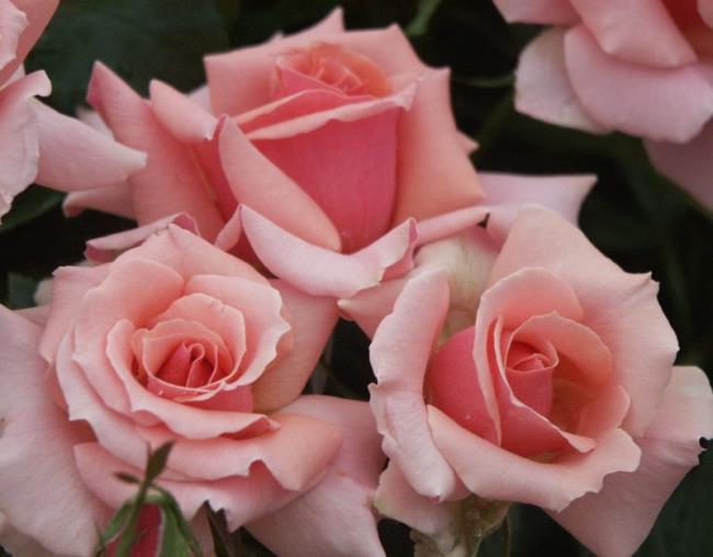 Collection des plus belles roses grimpantes