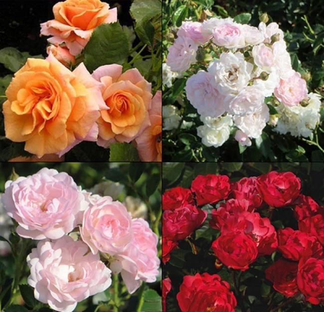 Combinando imágenes de las rosas sabias más bellas