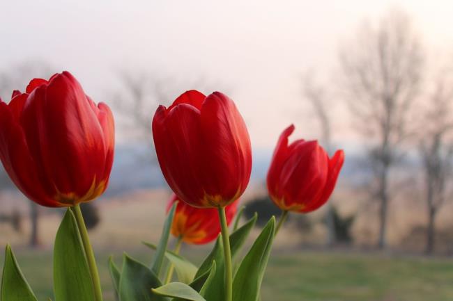 Gambar tulip merah yang indah 