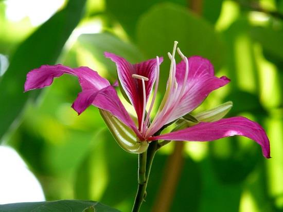 सबसे खूबसूरत काउहाइड फूलों का सारांश