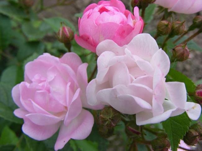 Combiner des images des plus belles roses de sauge