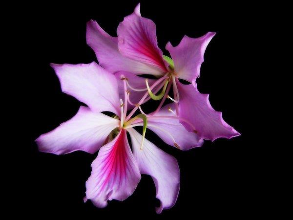 Resumo das mais belas flores de couro